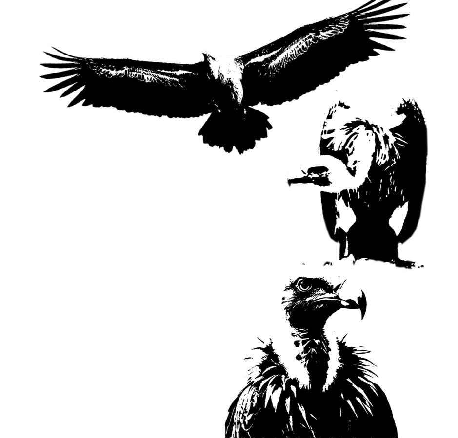 Vultures